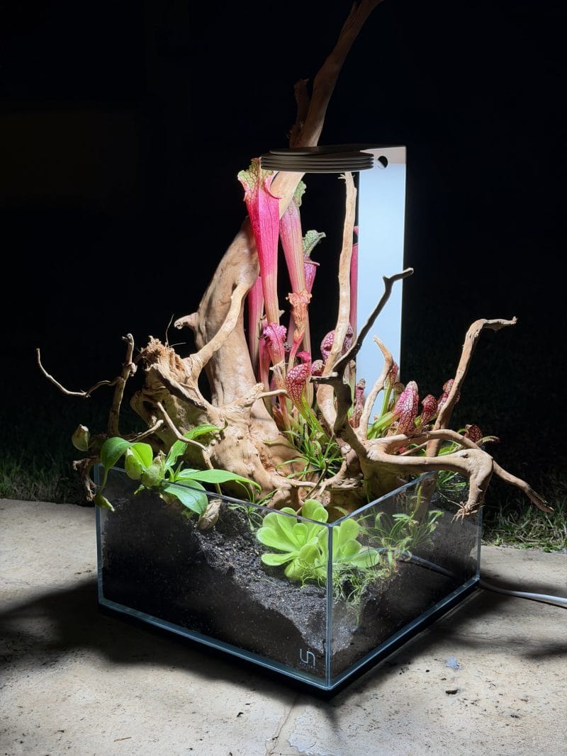 גינת טורפים