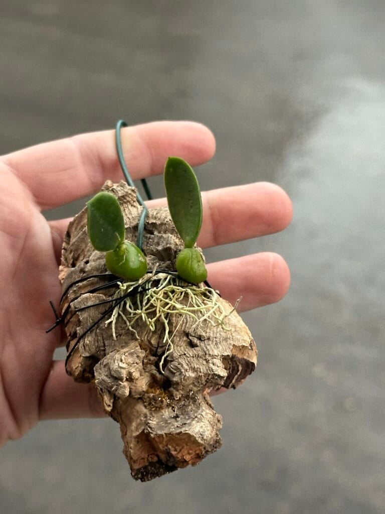 יד אוחזת באבנית סלעים עם נבט ירוק ושרשים, גינה, צמחייה, טבע, עיצוב