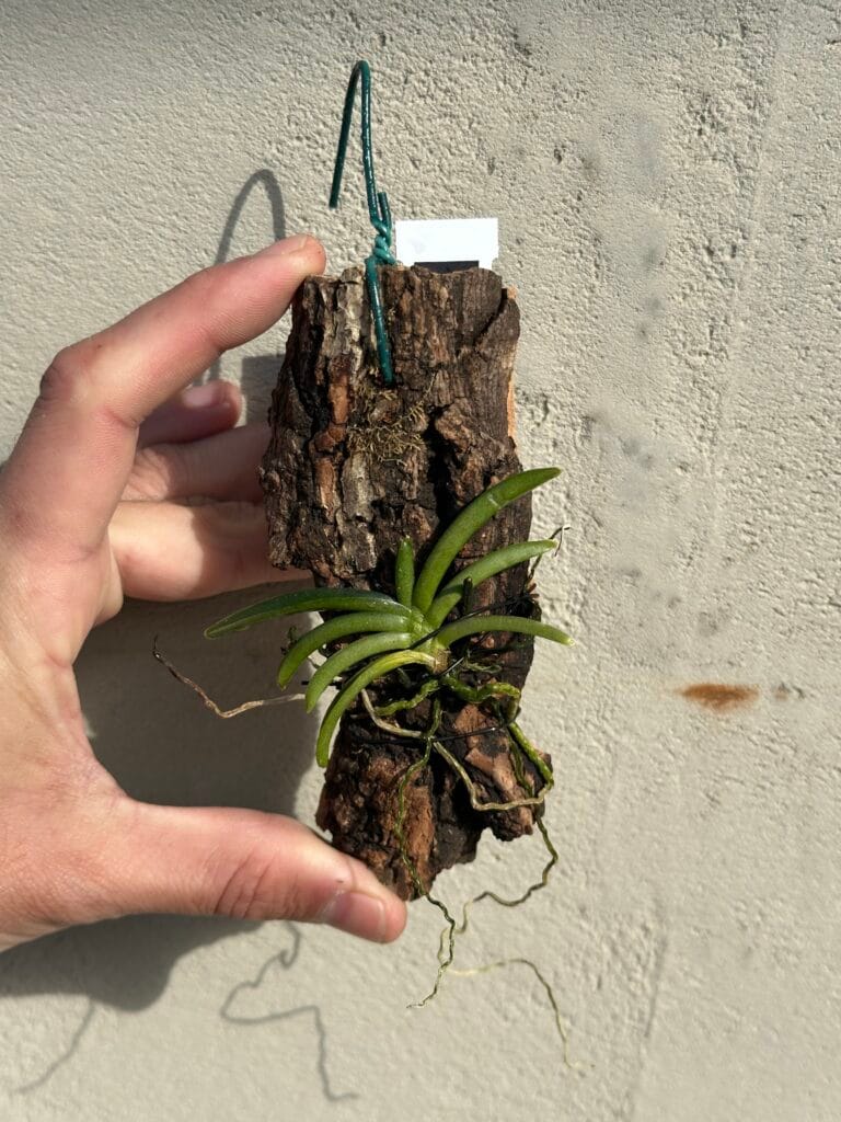 יד אוחזת באורכידאה קטנה שגדלה על חתיכת עץ עם שורשים ארוכים, קיר בהיר מאחור.