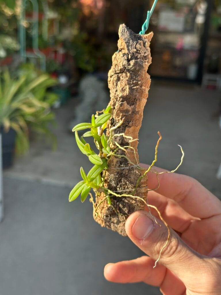 צמח אורכידאה צעיר על קליפת עץ תלויה, נתפסת ביד. #אורכידאה #צמחים #גינה