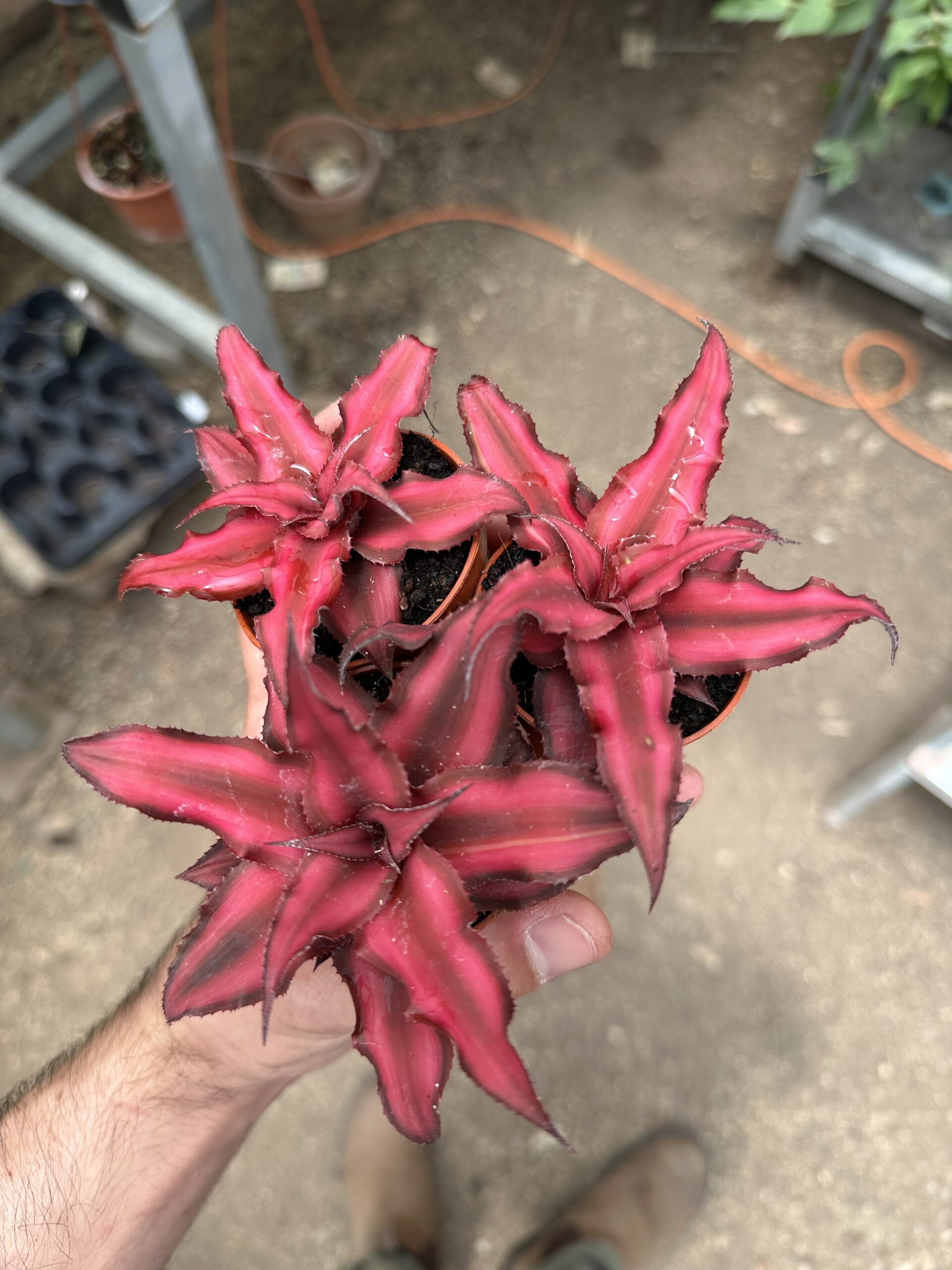 צמח כסלאנתוס אדום עז עם עלים משוננים בעציצים קטנים, בידי אדם. צמחי נוי, גינון.