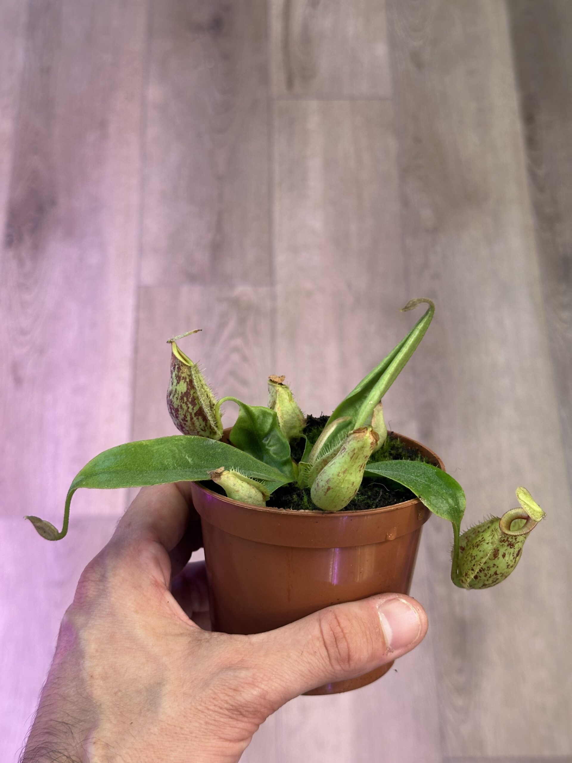 כדנית nepenthes “hookeriana” – תמונה 2