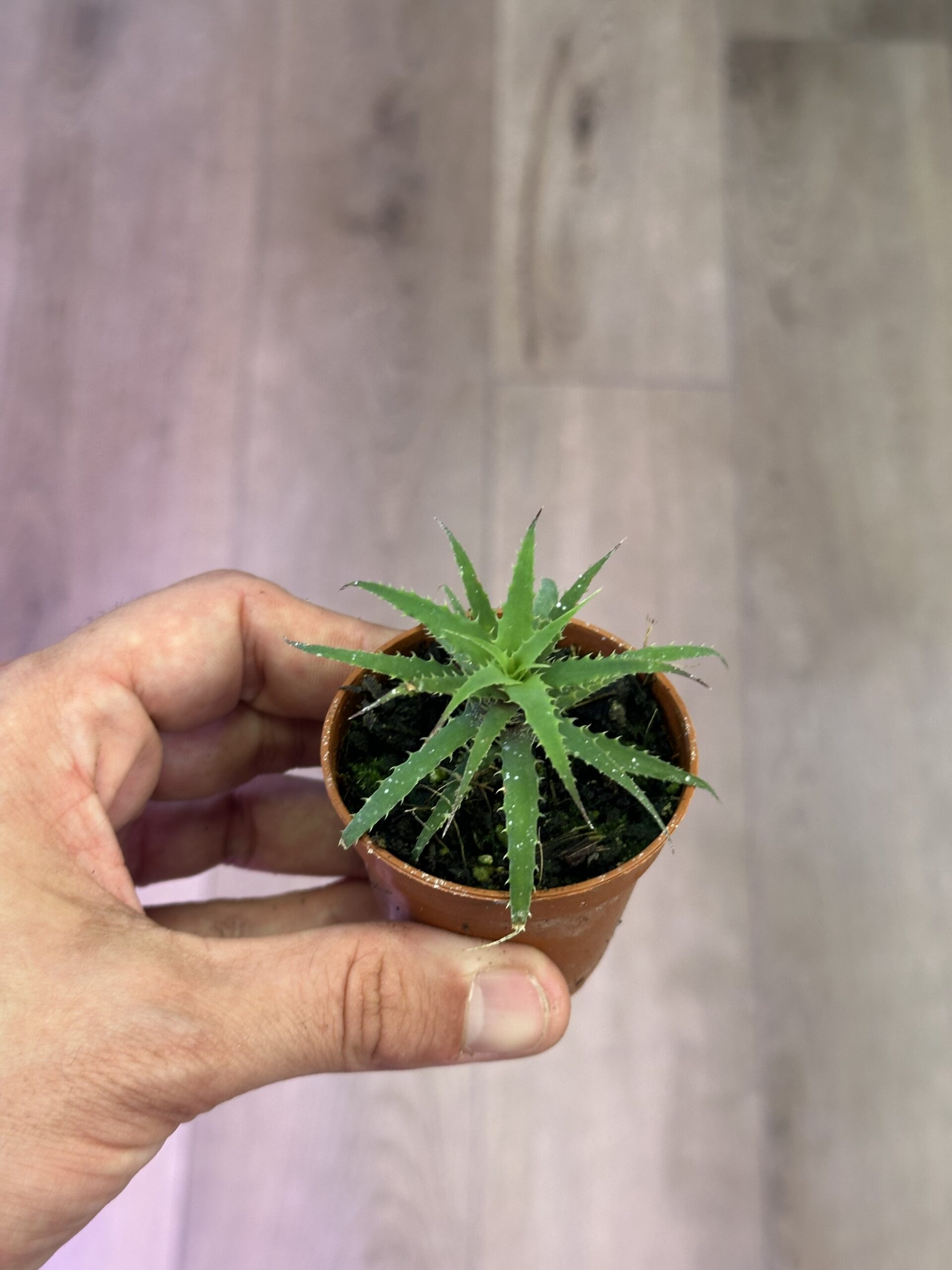 Cryptanthus microglazioui ברומליה – תמונה 2