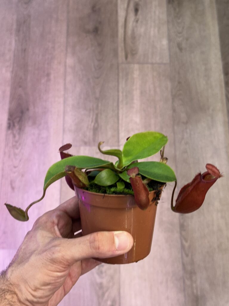 יד אוחזת בעציץ קטן ובו צמח כדנית (נפנטס) טורף עם כדים אדומים ועלים ירוקים.