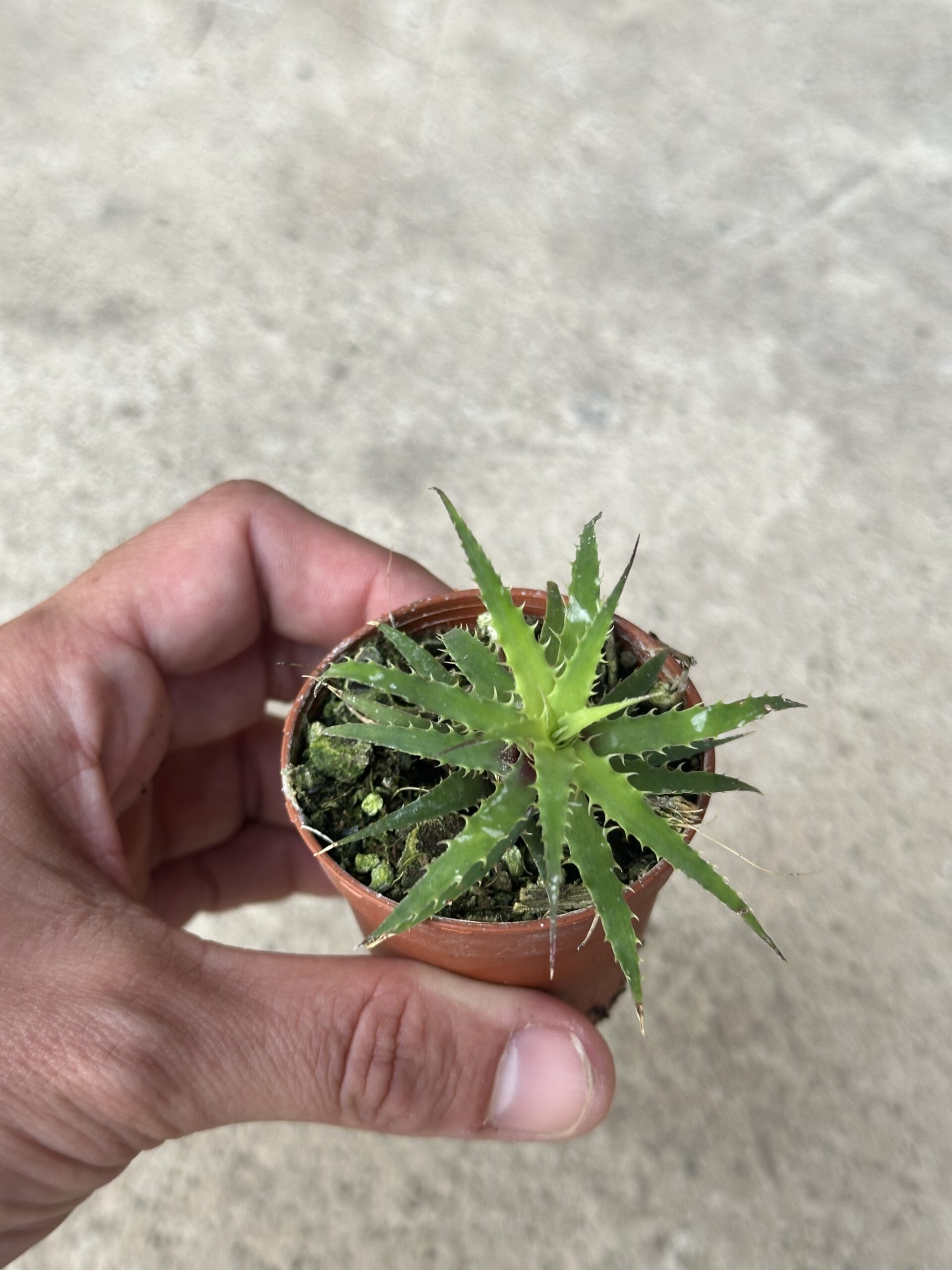 Cryptanthus microglazioui ברומליה – תמונה 3