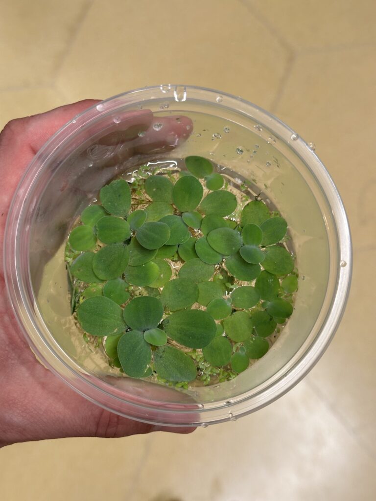 צמח צף דוקרני (Salvinia minima) במכל פלסטיק שקוף, מוחזק ביד.