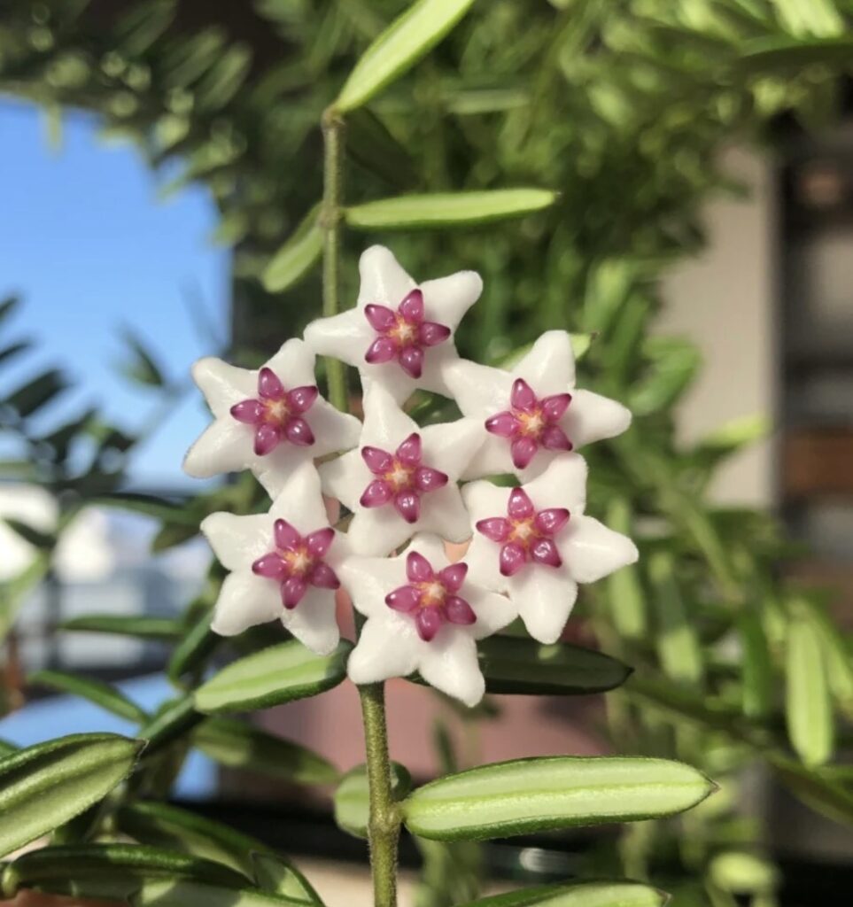 פרחי הויה (Hoya) לבנים דמויי כוכב עם מרכז ורוד עמוק על גבעול ירוק.