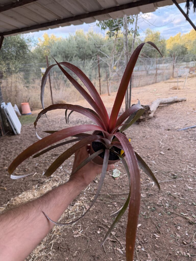 צמח ברומליה אדום/בורדו בסיר קטן ביד, על רקע חצר כפרית.