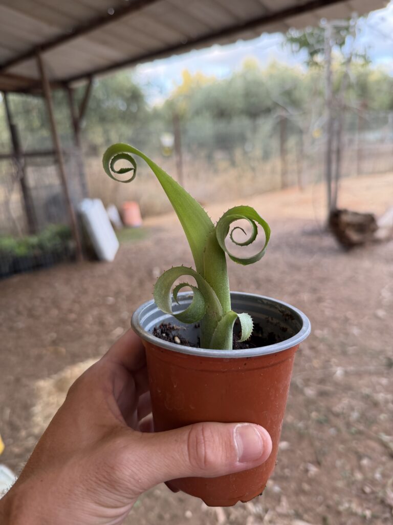 שתיל ירוק עם עלים מסולסלים וקוצניים בעציץ קטן, נישא ביד. רקע מטושטש של משתלה.