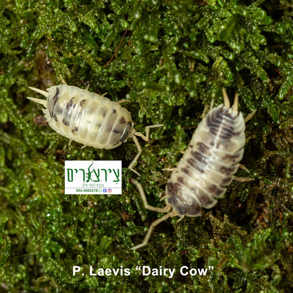 שני חתולי עץ (קפצני עץ) לבנים-שחורים על רקע טחב ירוק כהה.