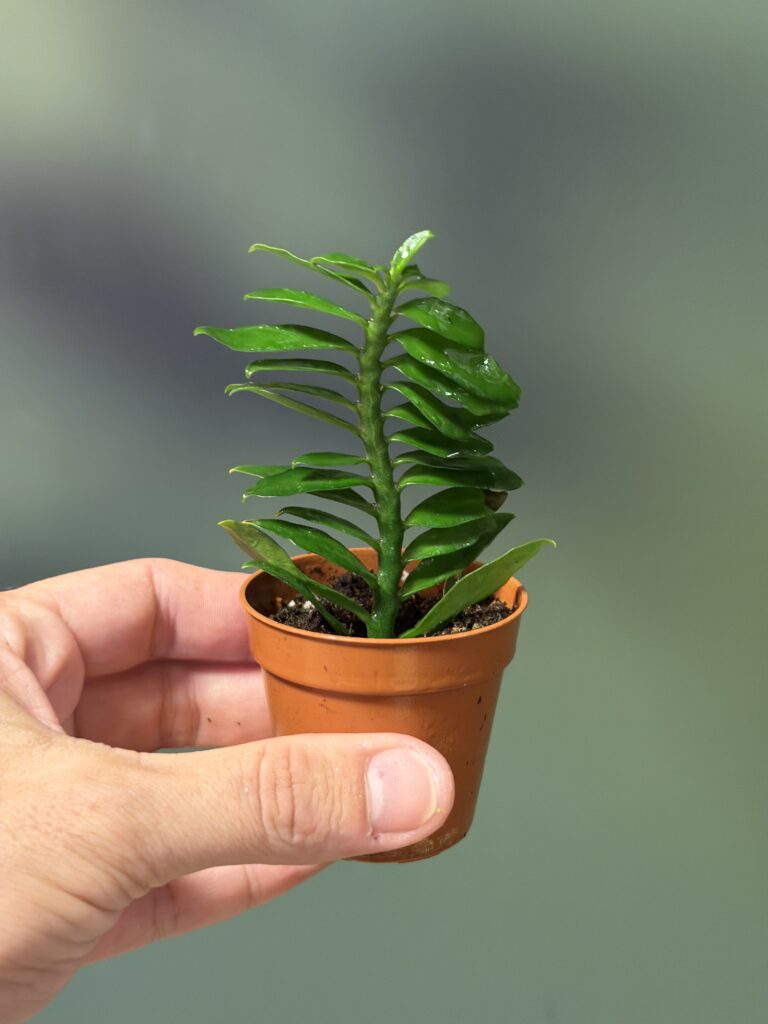 יד מחזיקה עציץ זעיר של צמח סוקולנט ירוק עם עלים בשרניים, רקע אפור-ירקרק מטושטש.