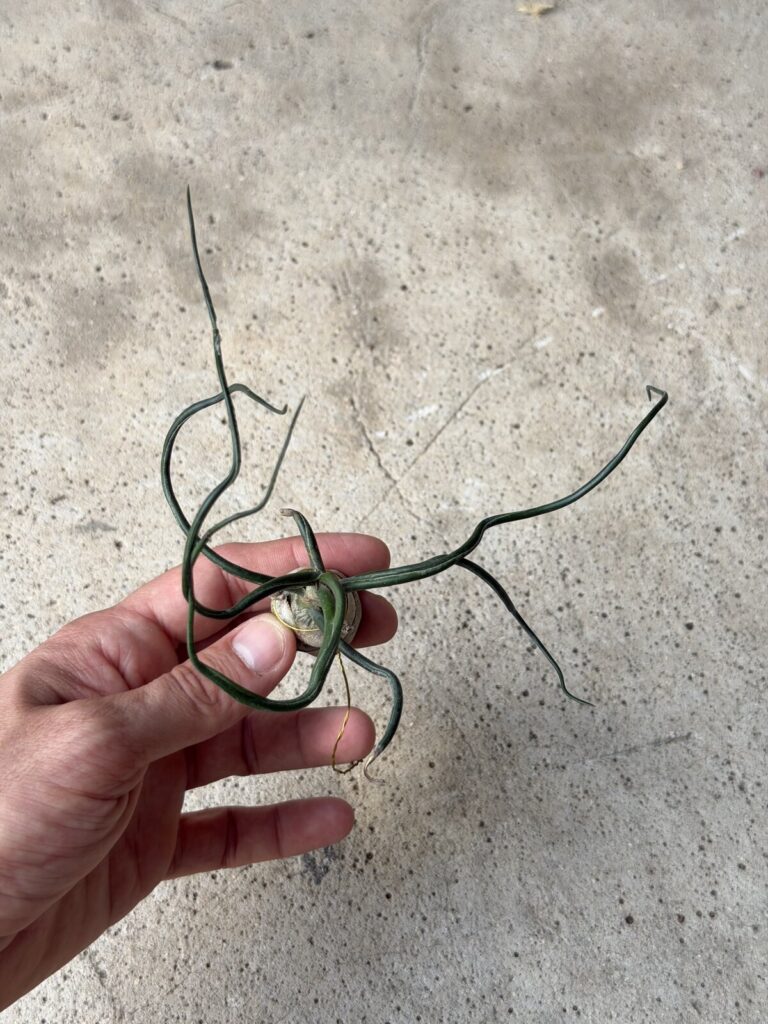 יד אוחזת בצמח אוויר ירוק עם עלים מסולסלים על רקע בטון. #צמחאוויר #טילנדסיה #צמחינוי