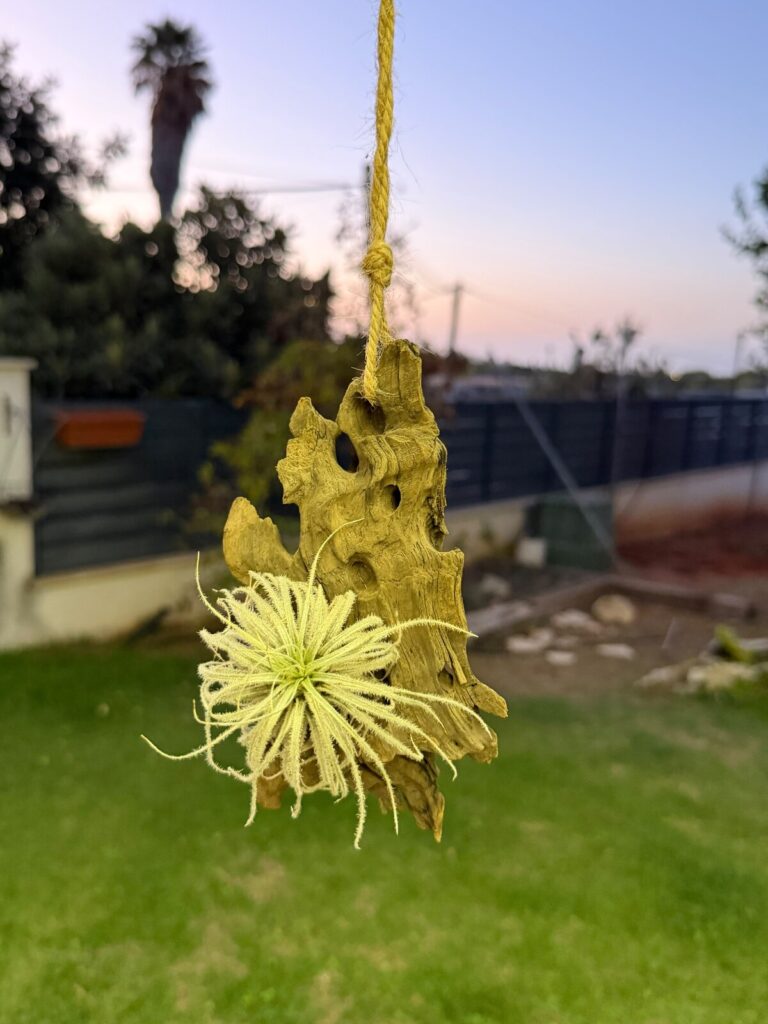 טילנדסיה ירוקה תלויה על ענף סחף עץ בחבל, על רקע שקיעה וגינה מטושטשת. צמח אוויר, עיצוב.
