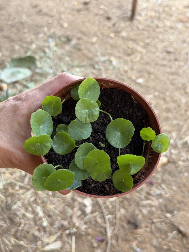 עציץ פלסטיק חום מוחזק ביד ובו שתילי צמח עם עלים עגולים ירוקים באדמה