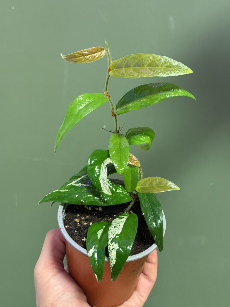 צמח גפן צעיר בעציץ, עלים ירוקים מבריקים עם כתמים לבנים, על רקע ירוק-אפור.