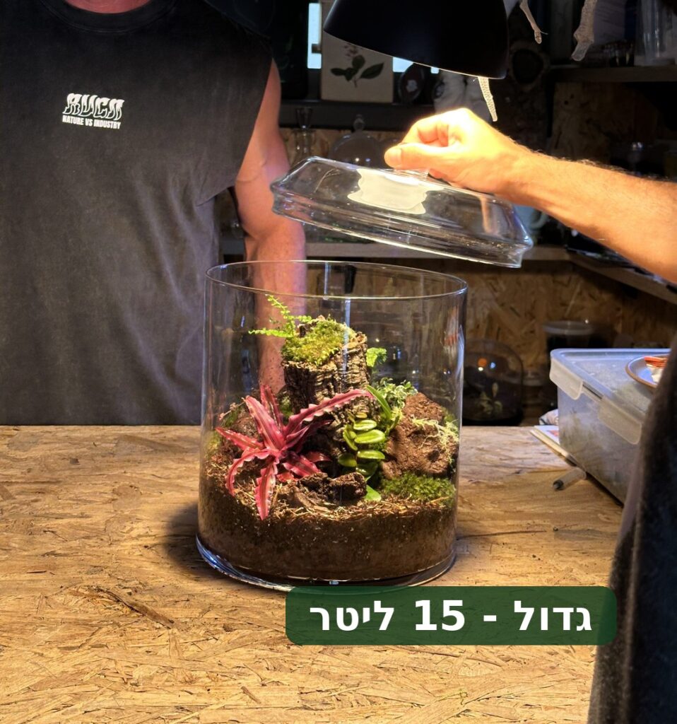 טרריום זכוכית עגול עם צמחים חיים, אזוב, שרך ואדמה. יד מניחה מכסה זכוכית, אדם ברקע.
