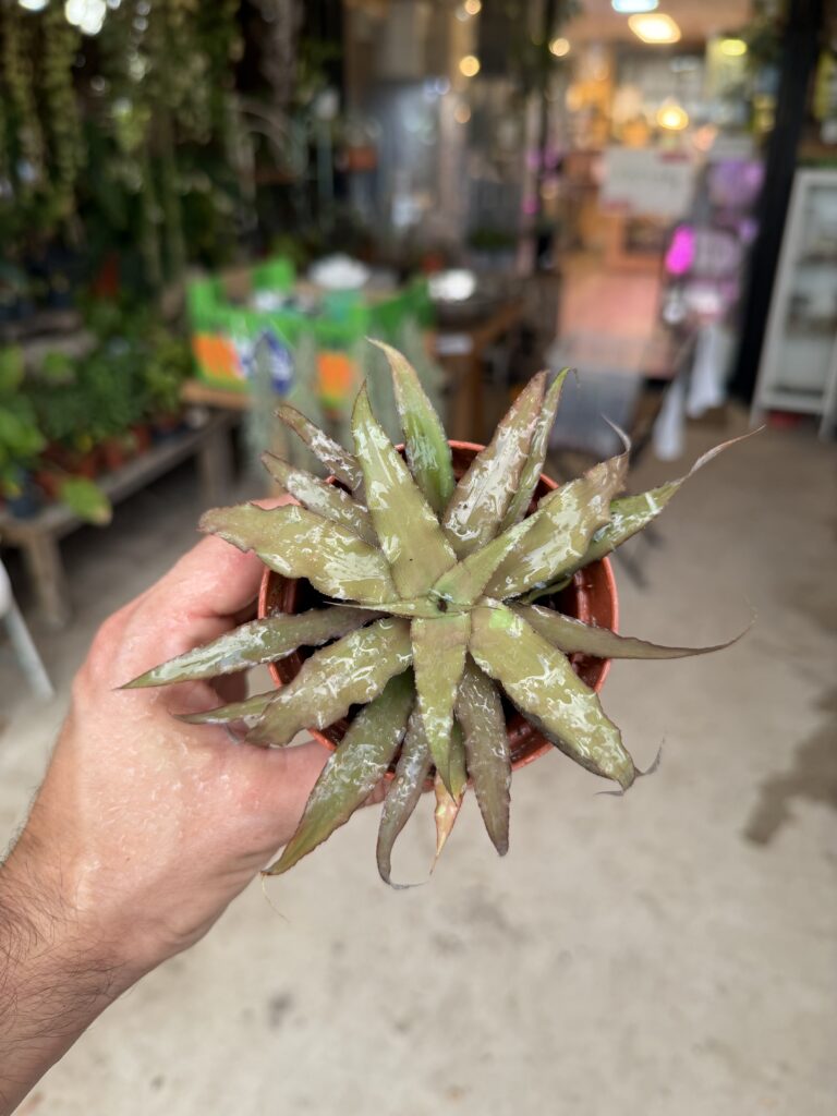 צמח סוקולנט קטן עם עלים מחודדים ירוקים-חומים וכתמים לבנים, מוחזק ביד.