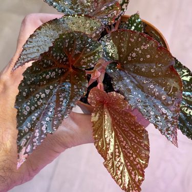 1-begonia-aw-main