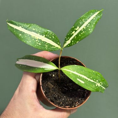 1-dracaena-main