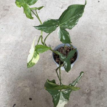 עציץ סינגוניום מגוון על רקע בטון. עלים ירוקים ולבנים, צמח בית, צמח טרופי.