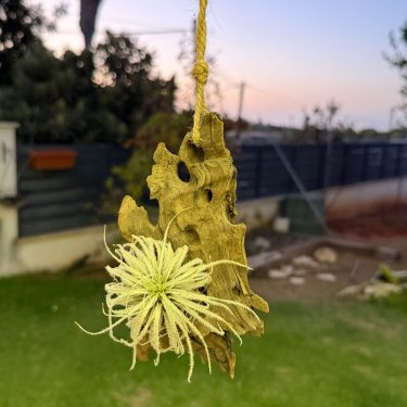 טילנדסיה ירוקה תלויה על ענף סחף עץ בחבל, על רקע שקיעה וגינה מטושטשת. צמח אוויר, עיצוב.