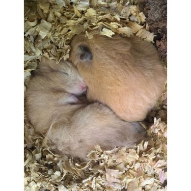 שני אוגרים צהובים/בז' ישנים מכורבלים אחד לשני בתוך נסורת.