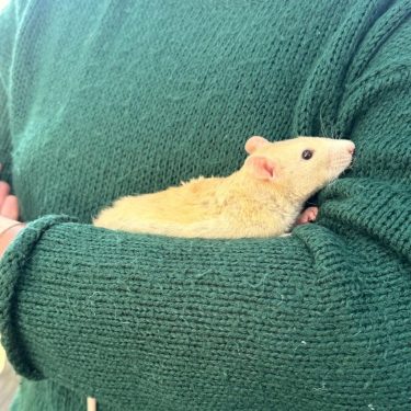 חולדת מחמד בהירה צעירה מונחת בתוך שרוולי סוודר סרוג ירוק כהה.