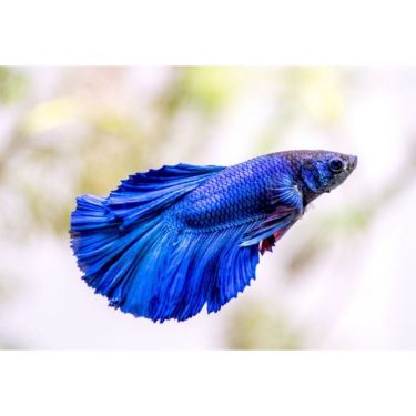 דג קרב כחול סגול ורוד, סנפירים זורמים, רקע בהיר מטושטש, דגי נוי, אקווריום