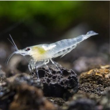 שרימפס שקוף עם עיניים אדומות על סלע שחור כהה, רקע מטושטש ירוק-חום.