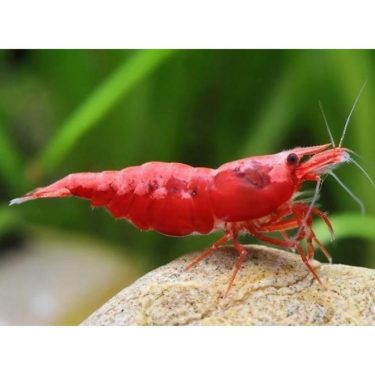 שרימפ אדום בוהק עומד על אבן, רקע ירוק מטושטש. שרימפס מים מתוקים, אקווריום, חיות מחמד.