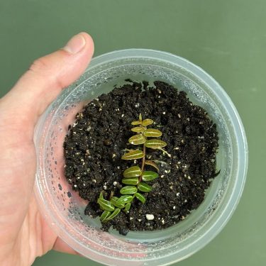ייחור קטן של צמח בתוך עציץ פלסטיק שקוף עם אדמה, נתפס ביד. גידול צמחים, שתיל.
