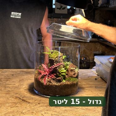 טרריום זכוכית עגול עם צמחים חיים, אזוב, שרך ואדמה. יד מניחה מכסה זכוכית, אדם ברקע.