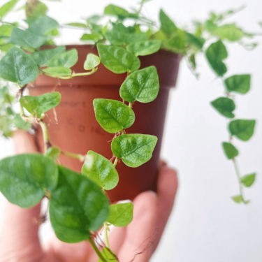 Screenshot 2026-02-25 at 22.00.56