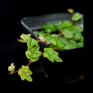 Screenshot 2026-02-25 at 22.07.28