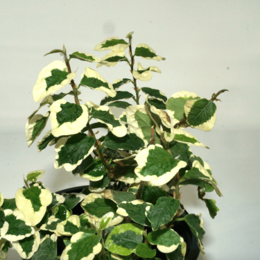 Screenshot 2026-02-25 at 22.11.35