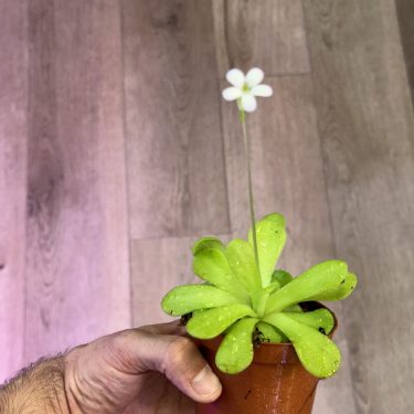 יד אוחזת בעציץ קטן עם צמח טורף פינגוויקולה ופרח לבן בולט על רקע עץ.