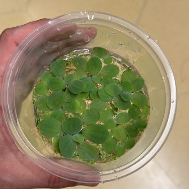 צמח צף דוקרני (Salvinia minima) במכל פלסטיק שקוף, מוחזק ביד.