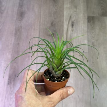 יד מחזיקה עציץ קטן עם צמח ירוק פורח, על רקע עץ מטושטש.