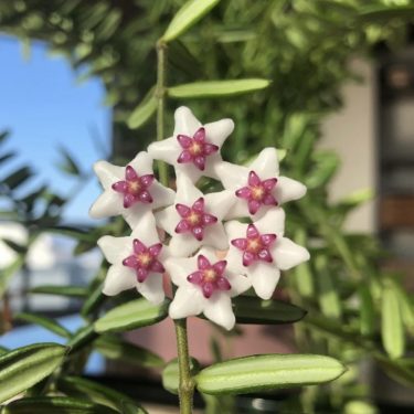 פרחי הויה (Hoya) לבנים דמויי כוכב עם מרכז ורוד עמוק על גבעול ירוק.