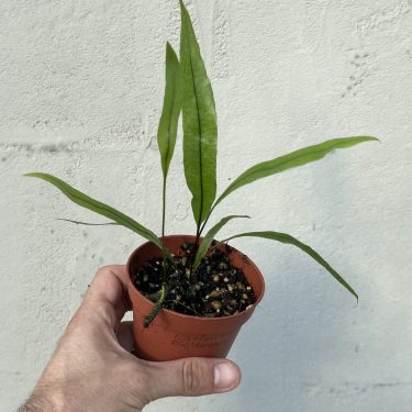צמח שרך ירוק בעל עלים מוארכים בעציץ חום ביד, על רקע קיר בהיר.