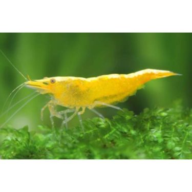 שרימפס צהוב בהיר על צמחייה ירוקה, שרימפס מים מתוקים, דג נוי